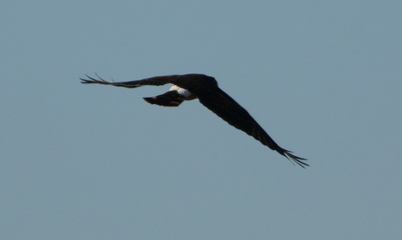 Northern Harrier - ML628045318