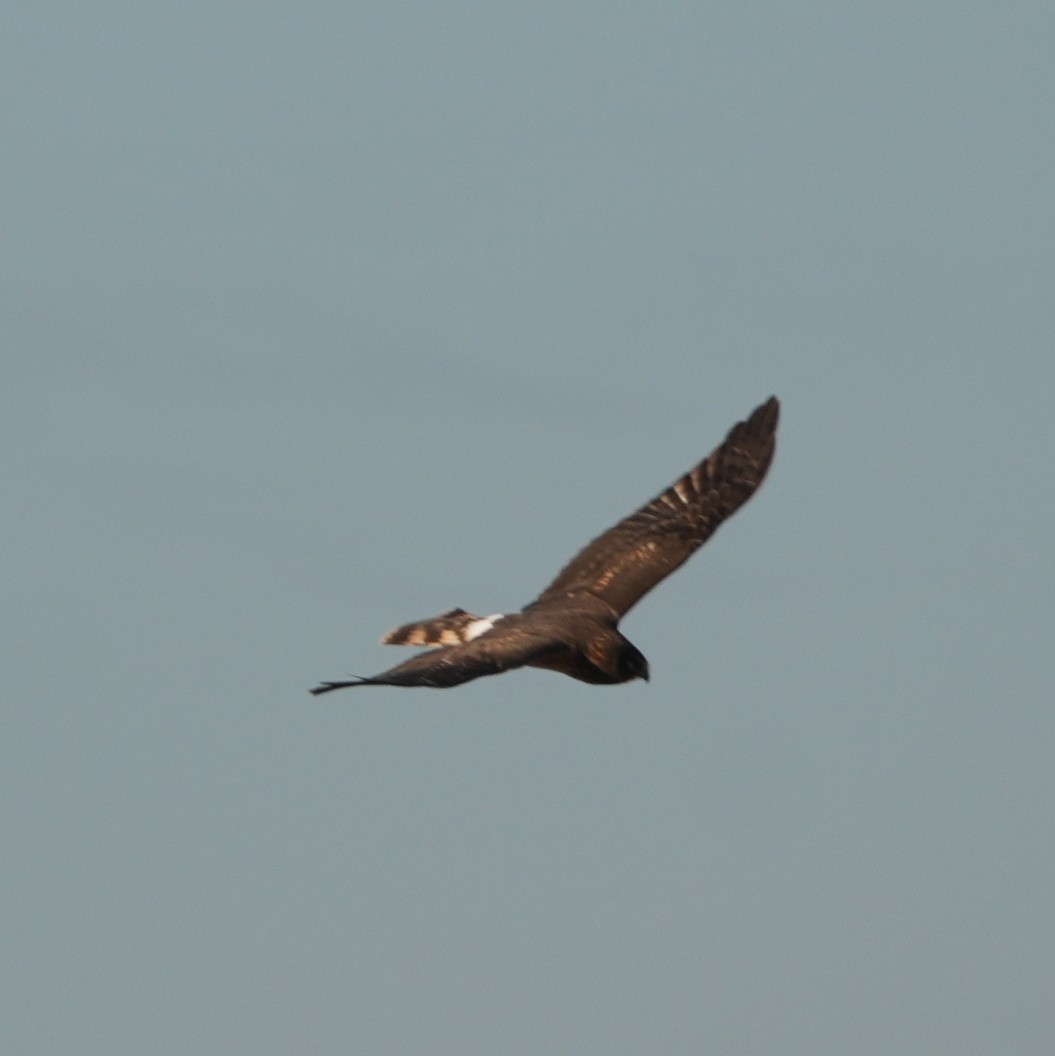 Northern Harrier - ML628045319