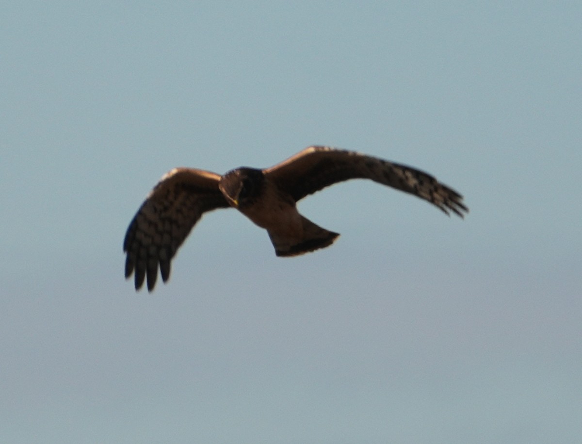 Northern Harrier - ML628045320