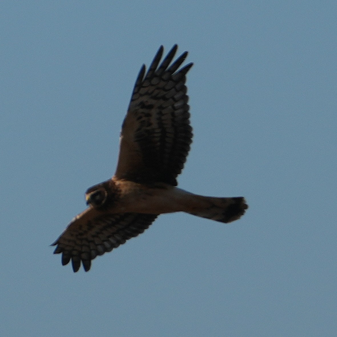 Northern Harrier - ML628045321