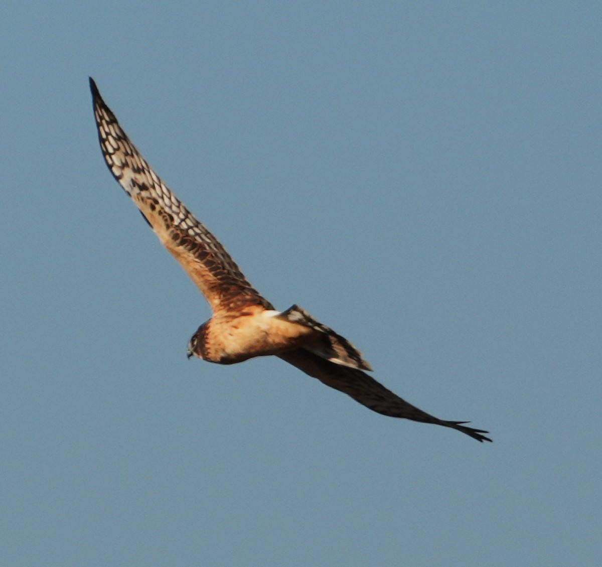 Northern Harrier - ML628045322