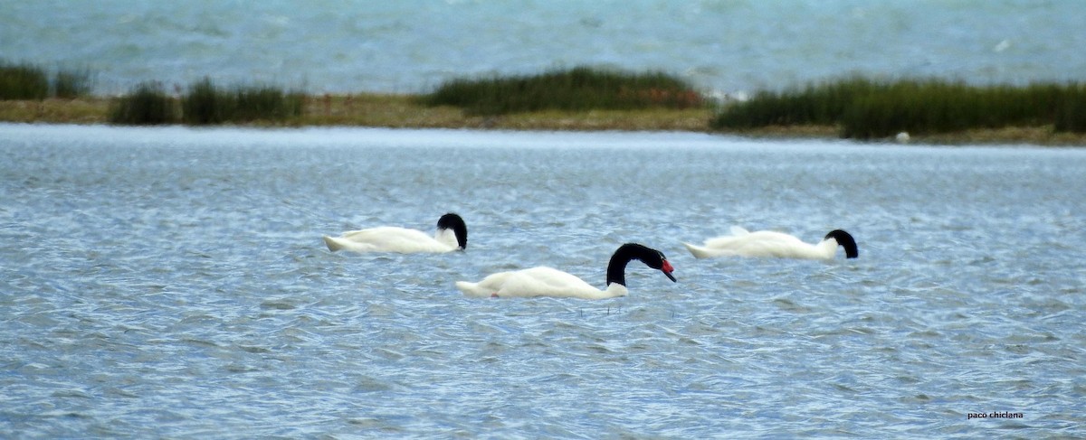 Black-necked Swan - ML628045327