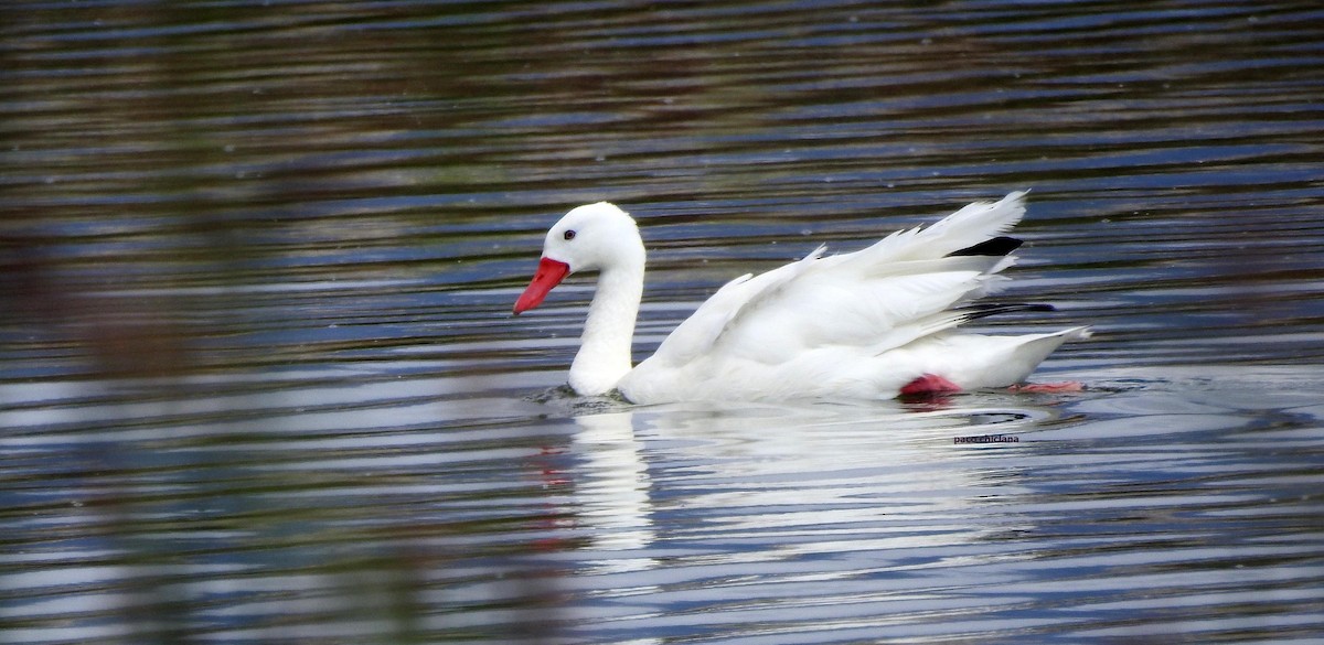 Coscoroba Swan - ML628045338