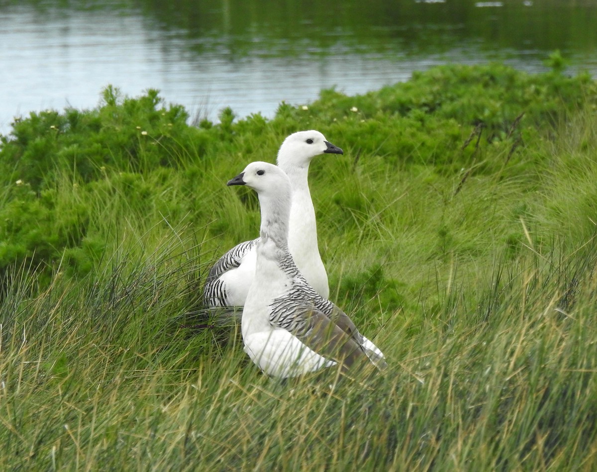 Upland Goose - ML628045342