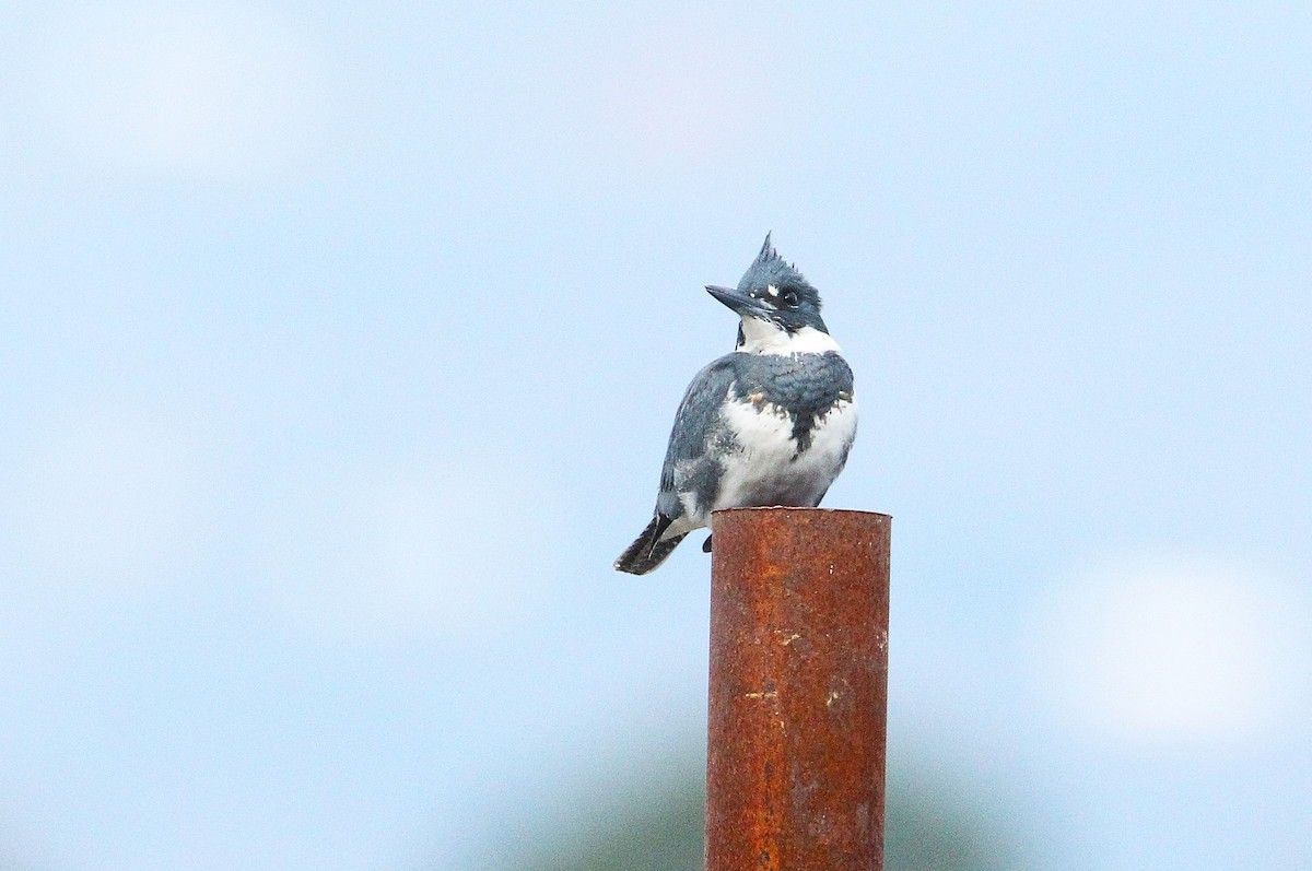 Belted Kingfisher - ML628045350