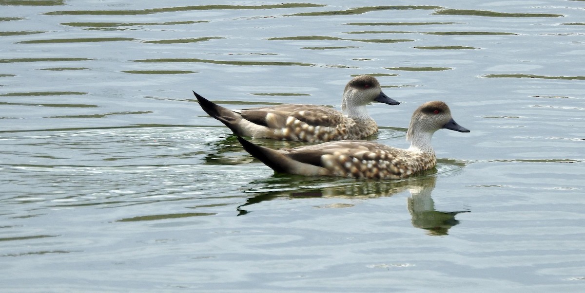 Crested Duck - ML628045354