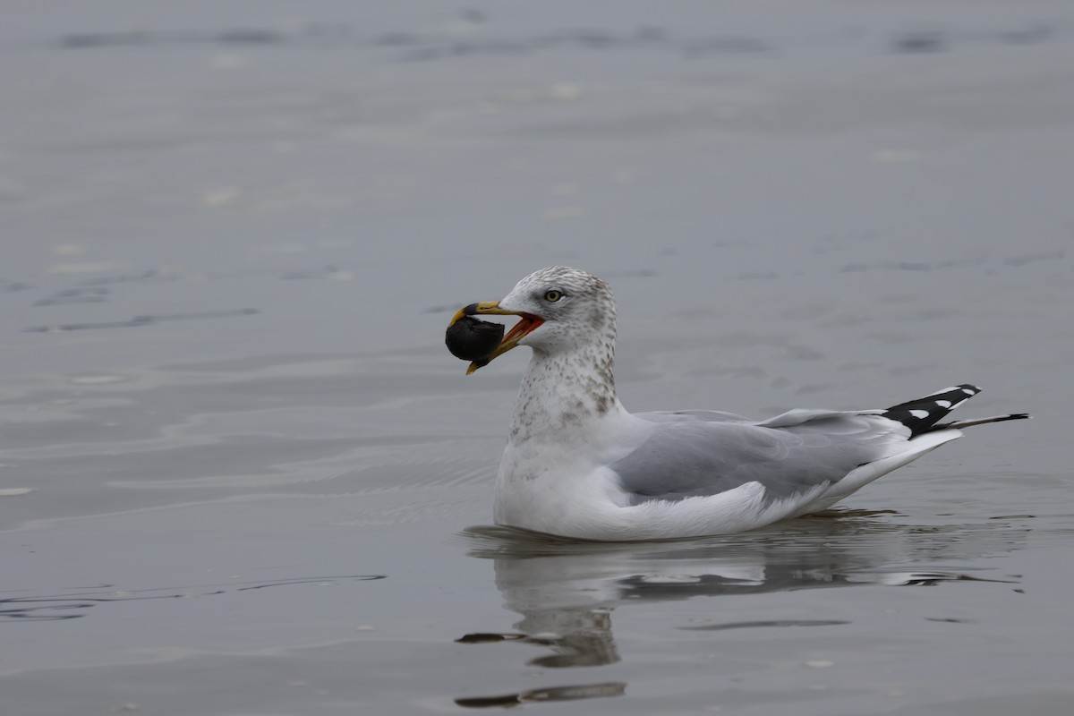 Ring-billed Gull - ML628045359