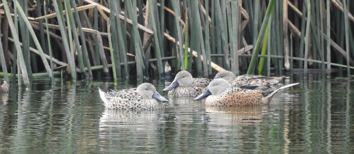 Red Shoveler - ML628045369