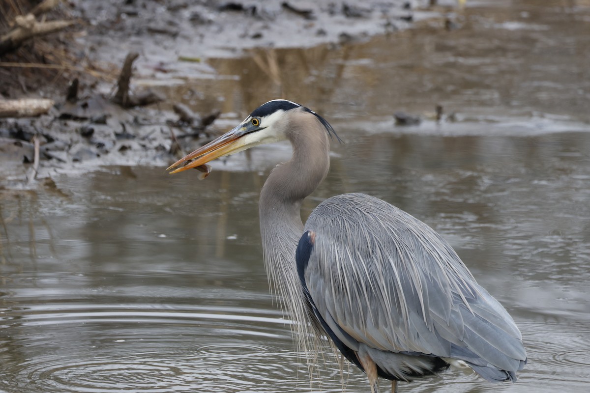 Great Blue Heron - ML628045374