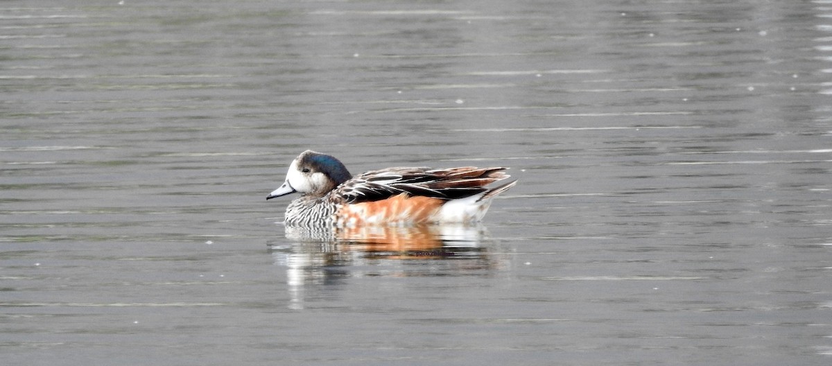 Chiloe Wigeon - ML628045388