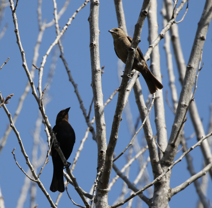 Brown-headed Cowbird - C. Jackson