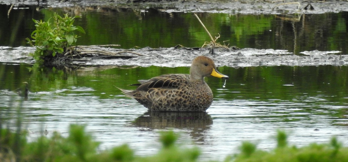 Yellow-billed Pintail - ML628045411