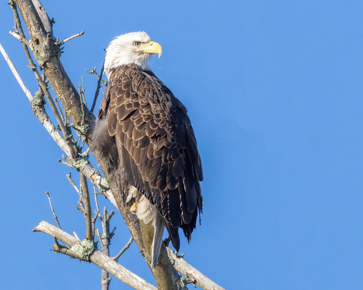 Bald Eagle - ML628045416