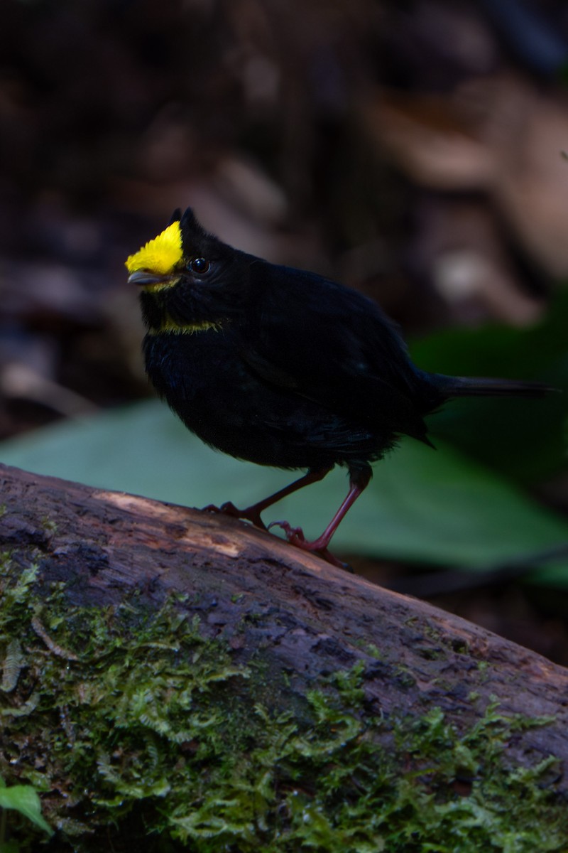 Golden-winged Manakin - ML628045430