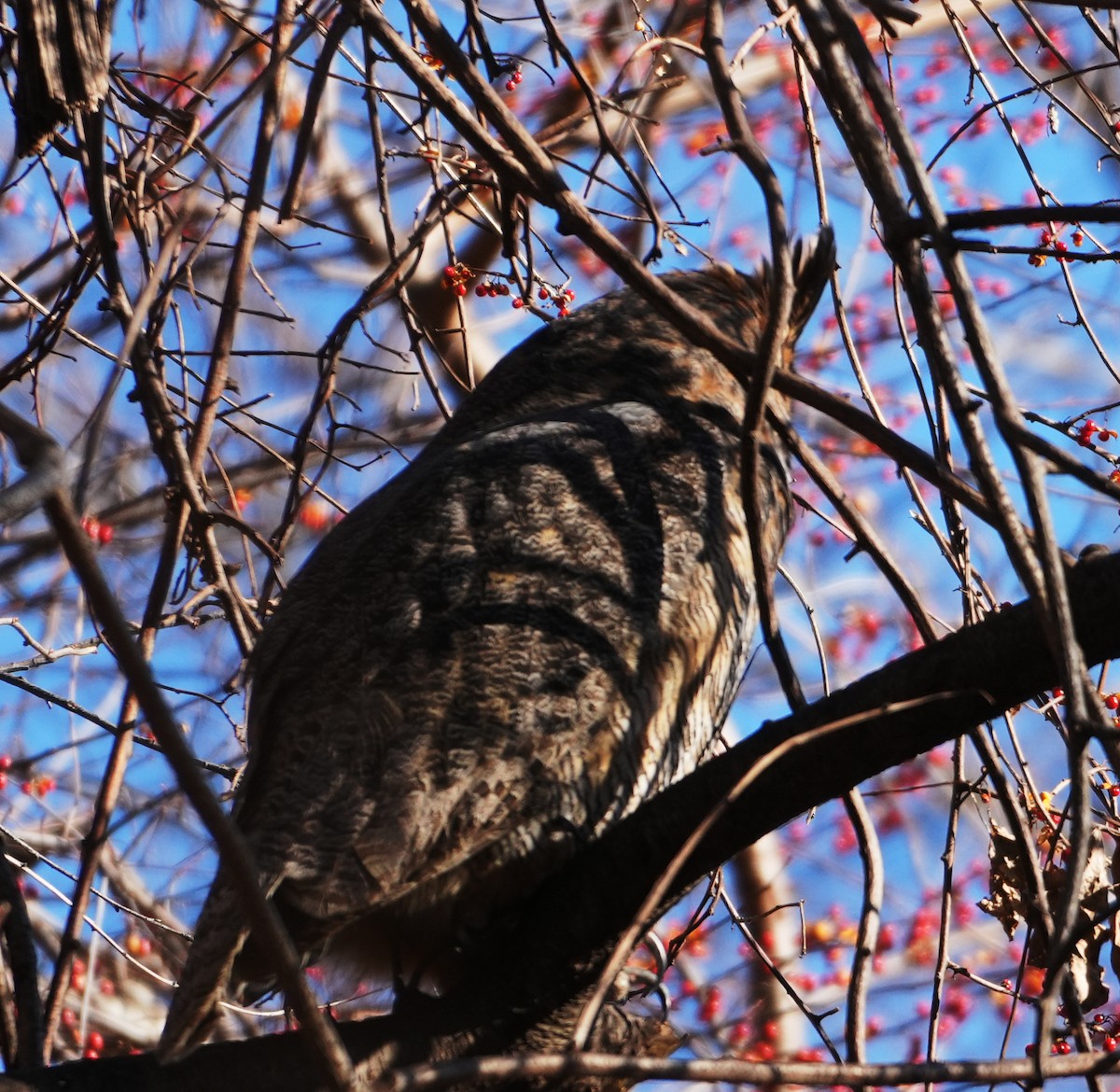 Great Horned Owl - ML628045433