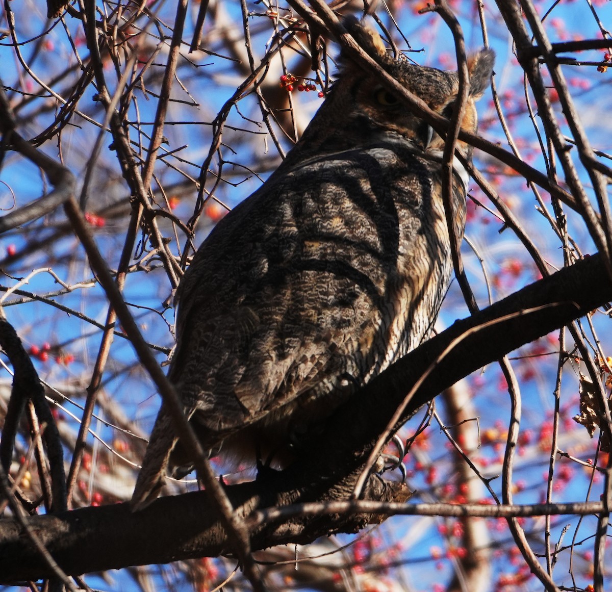 Great Horned Owl - ML628045434