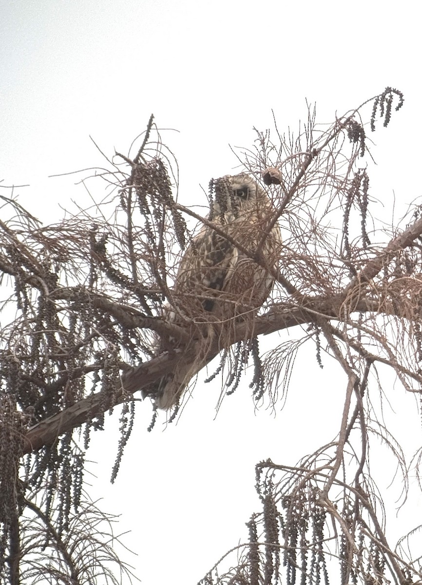 Short-eared Owl - ML628045435