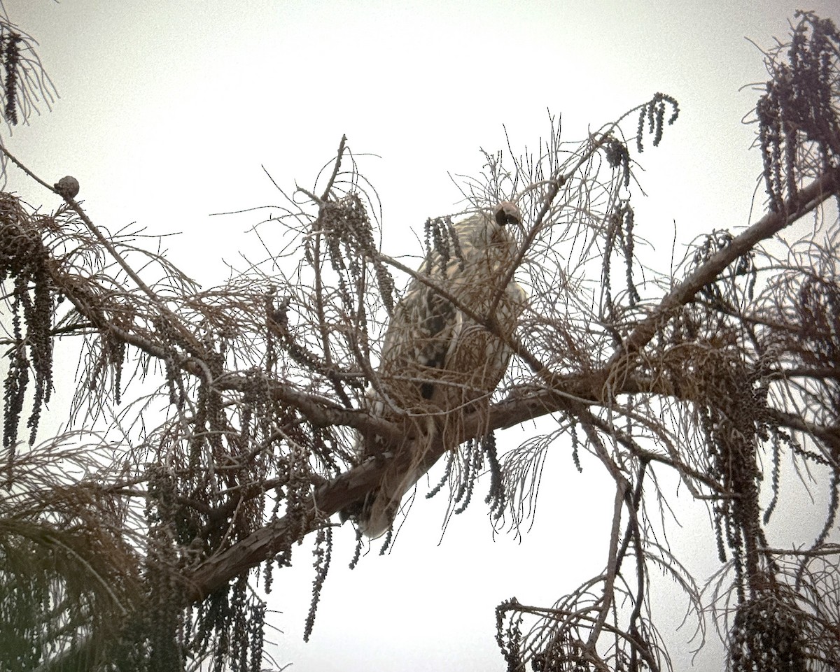 Short-eared Owl - ML628045436