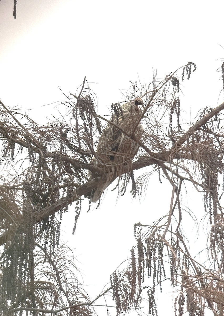 Short-eared Owl - ML628045438