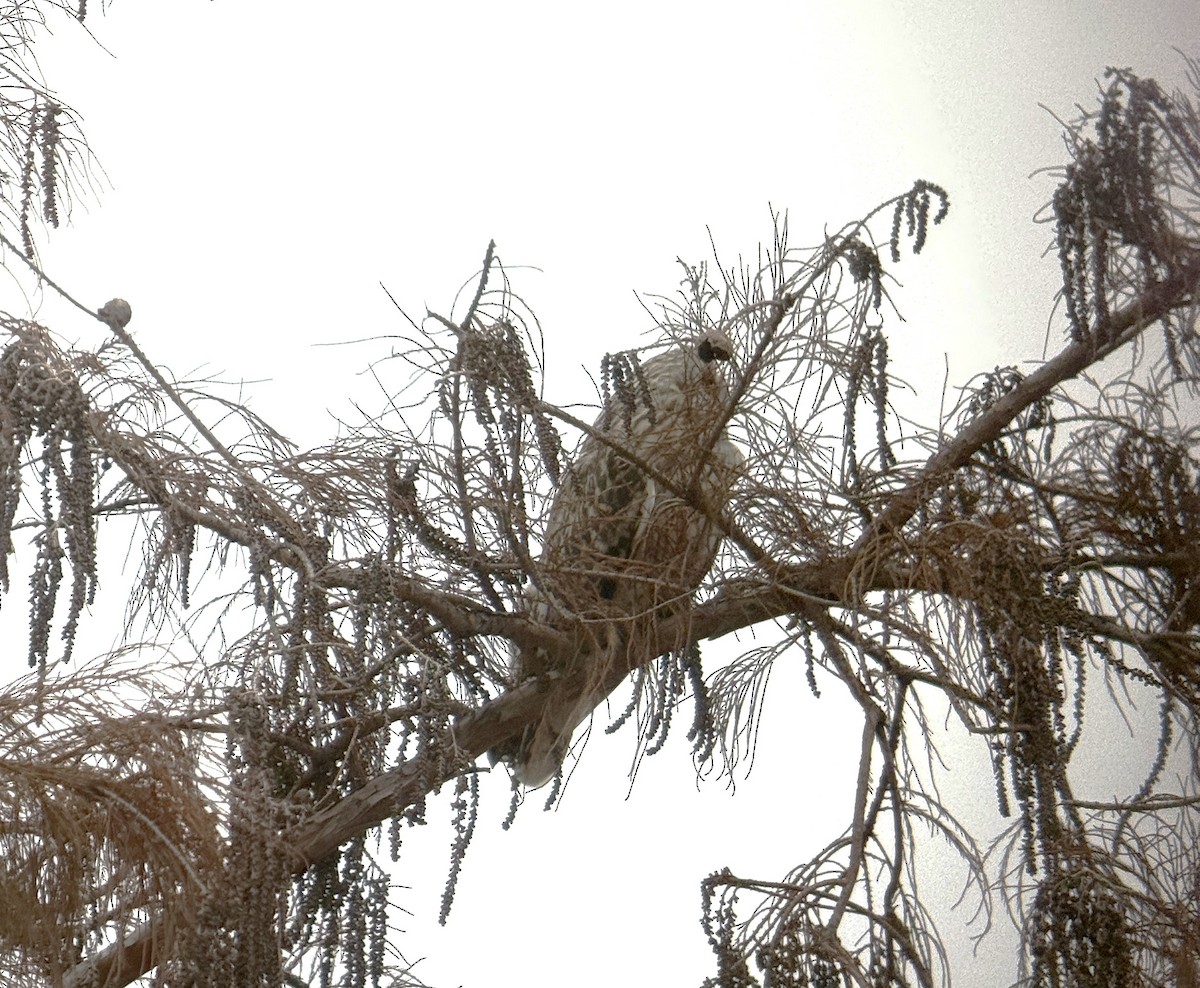 Short-eared Owl - ML628045439