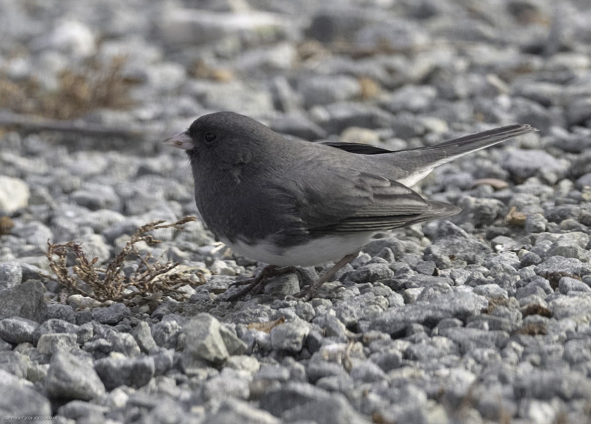 Dark-eyed Junco (Slate-colored) - ML628045448