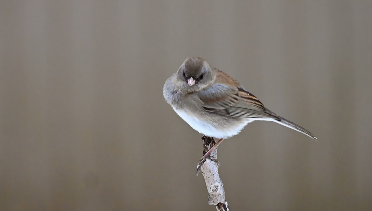 Dark-eyed Junco (Slate-colored) - ML628045457