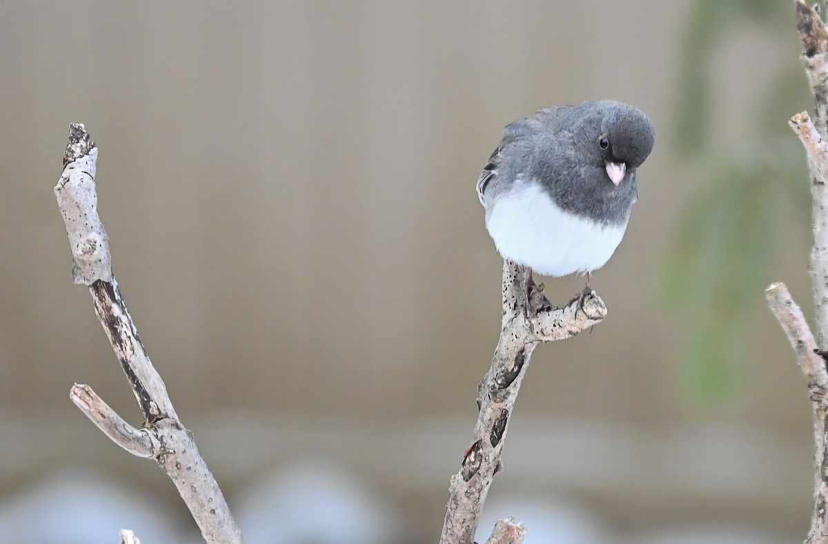 Dark-eyed Junco (Slate-colored) - ML628045463