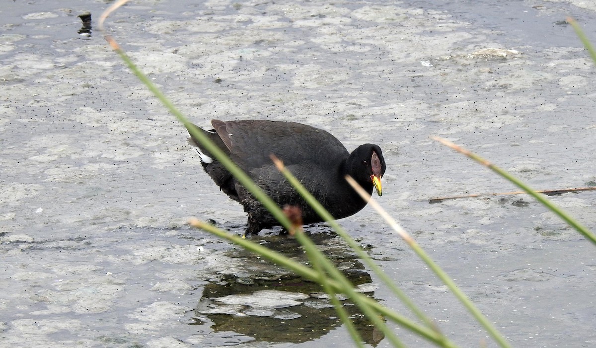 Red-fronted Coot - ML628045467