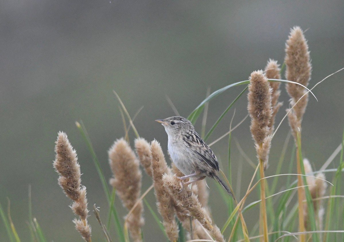 Grass Wren (Austral) - ML628045479