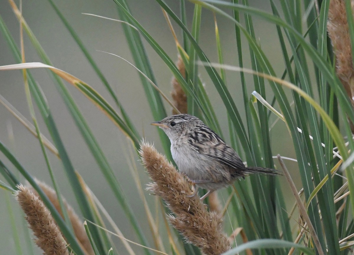 Grass Wren (Austral) - ML628045480