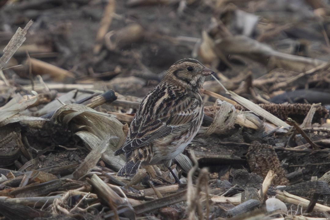 ツメナガホオジロ - ML628045493