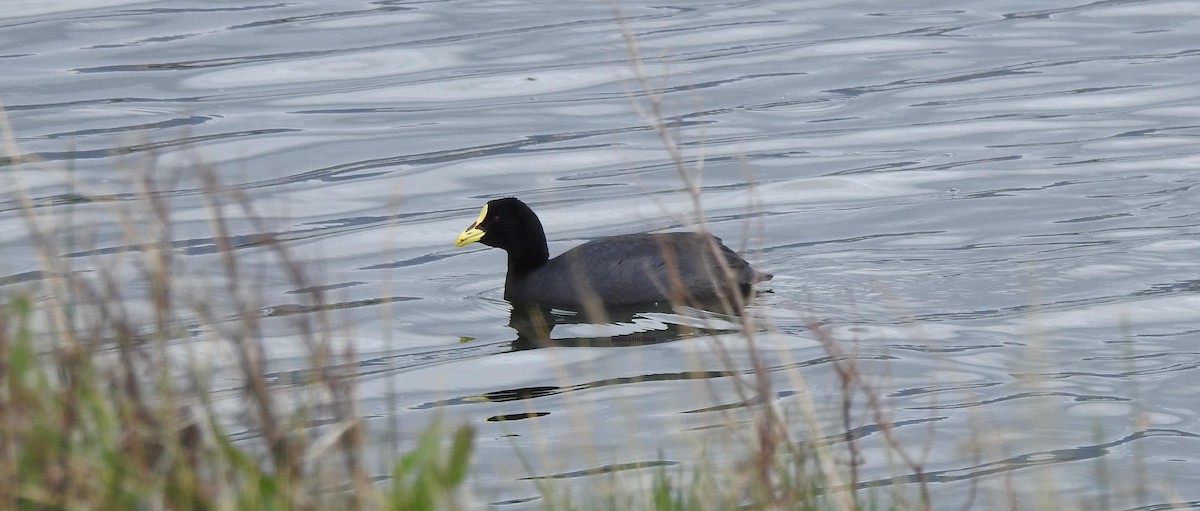 Red-gartered Coot - ML628045502