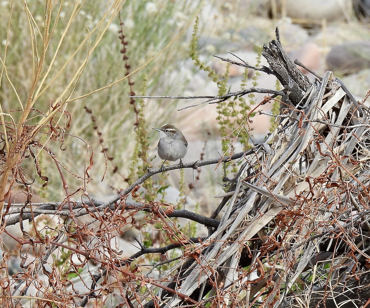 Troglodyte de Bewick - ML628045517