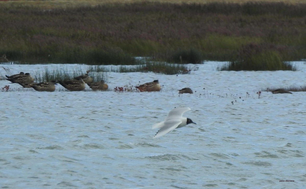 Brown-hooded Gull - ML628045540