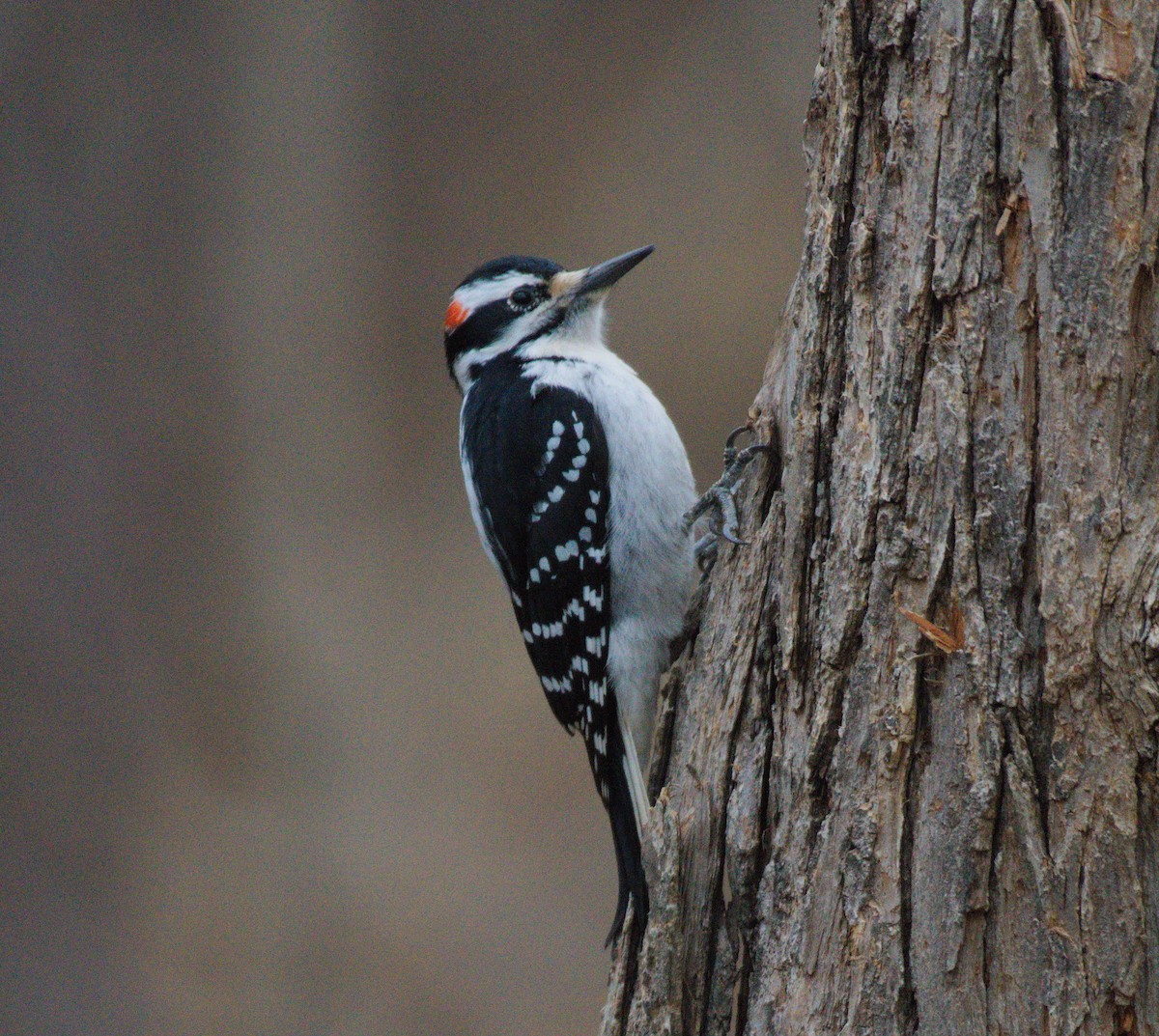 Hairy Woodpecker - ML628045542