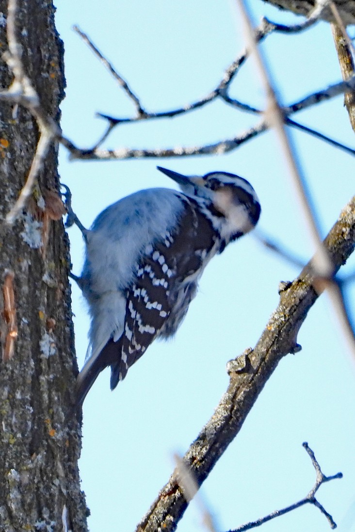 Hairy Woodpecker - ML628045587