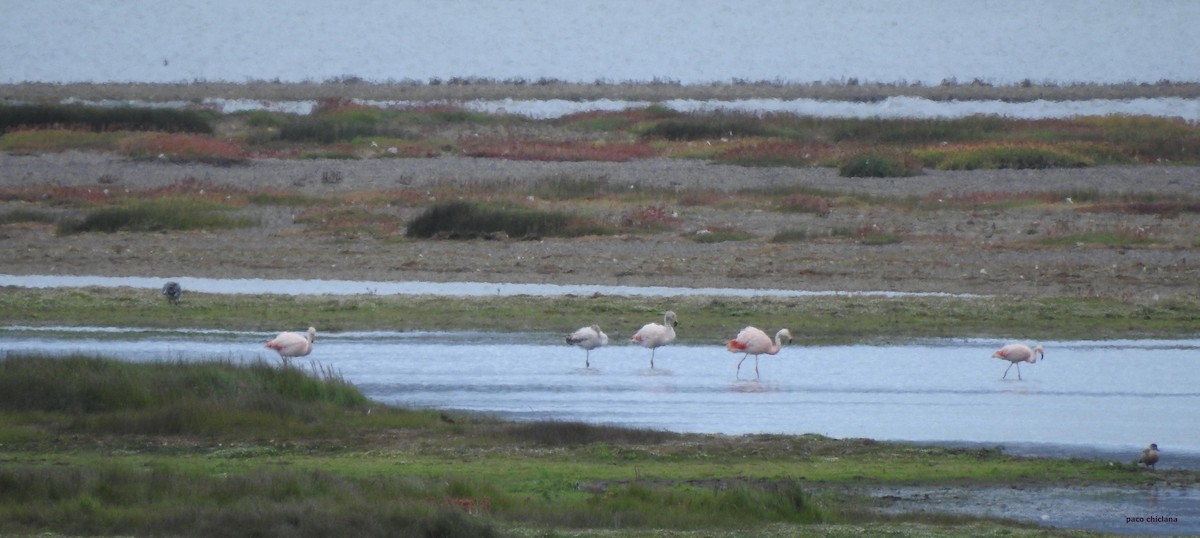 Chilean Flamingo - ML628045608