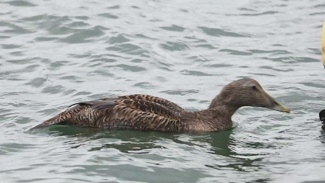 Common Eider - ML628045611