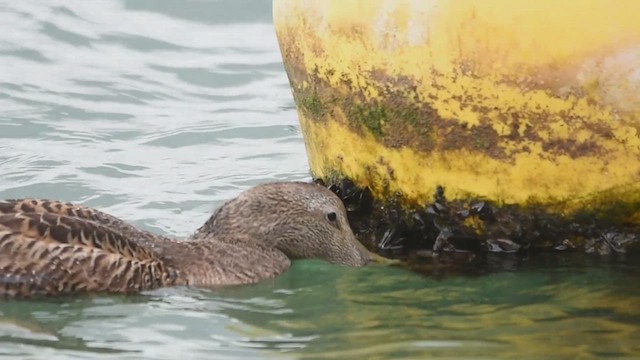 Common Eider - ML628045612