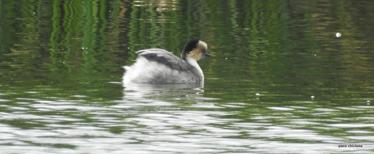 White-tufted Grebe - ML628045628