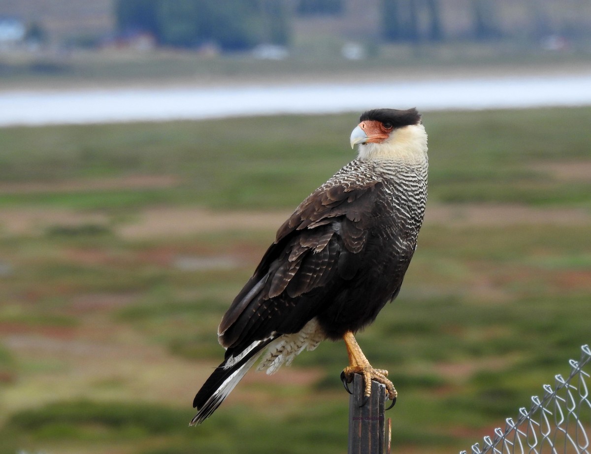 Crested Caracara - ML628045635