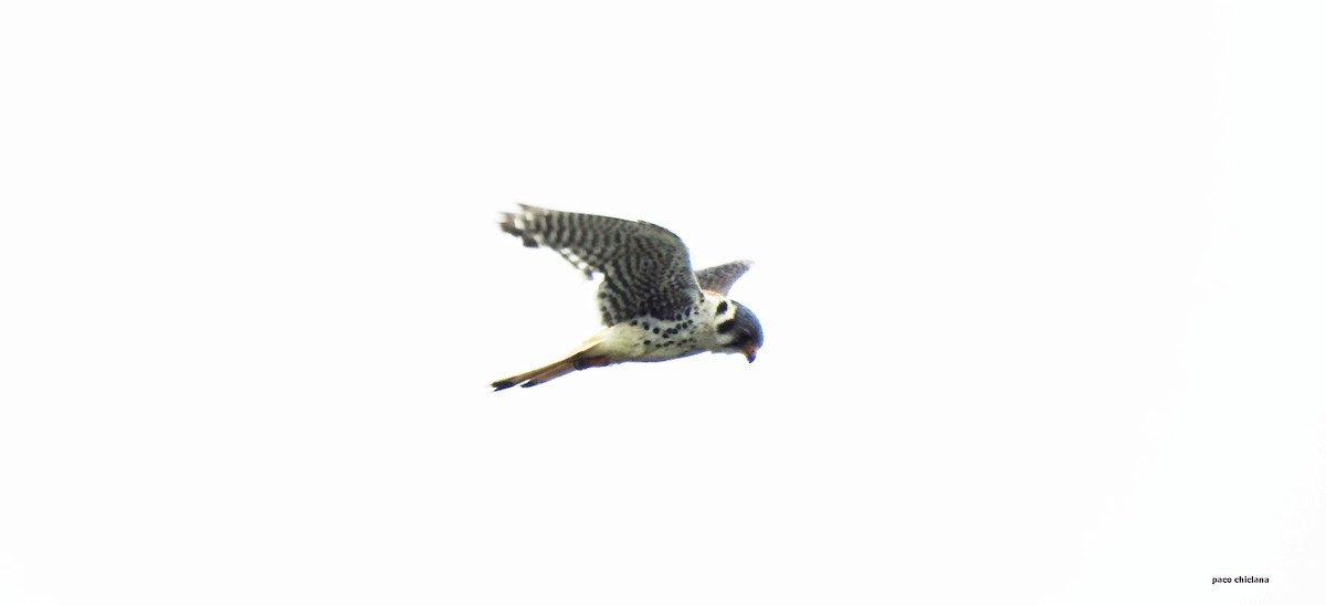 American Kestrel - ML628045639