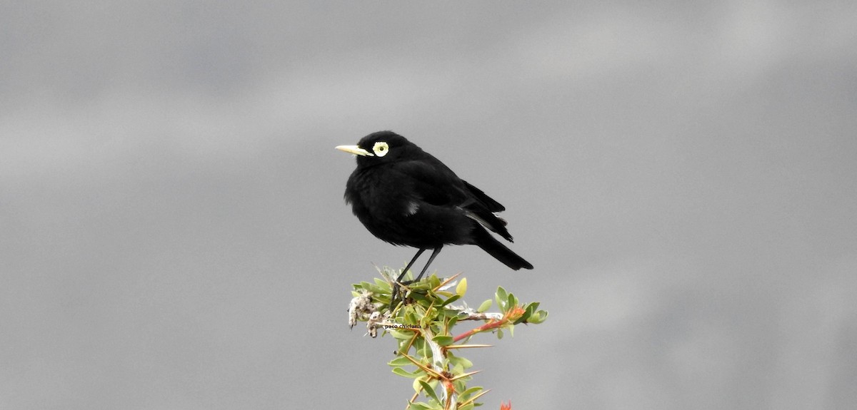 Spectacled Tyrant - ML628045681