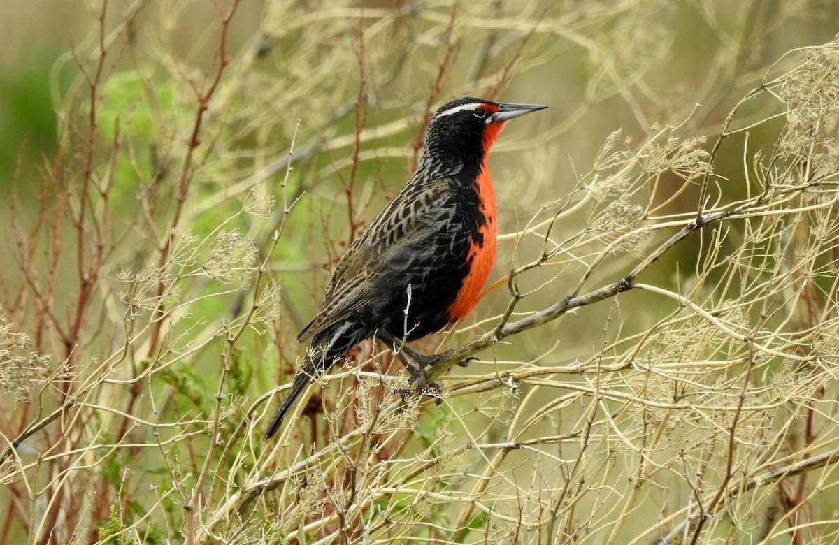 Long-tailed Meadowlark - ML628045717