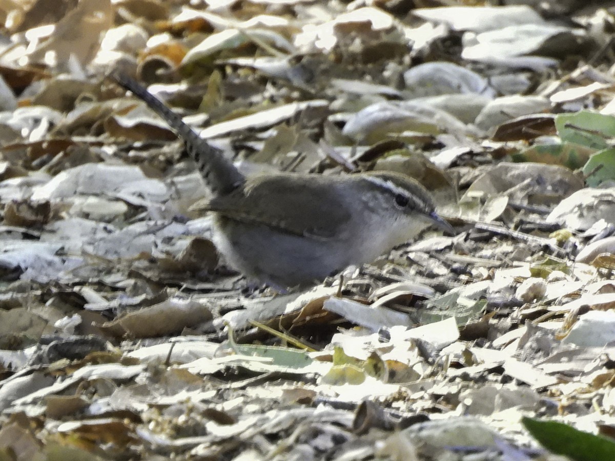 Troglodyte de Bewick - ML628045755