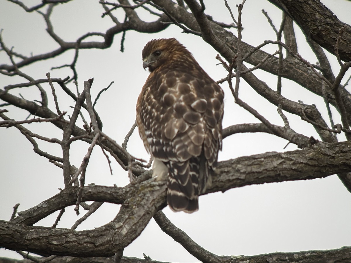 Red-shouldered Hawk (lineatus Group) - ML628045774