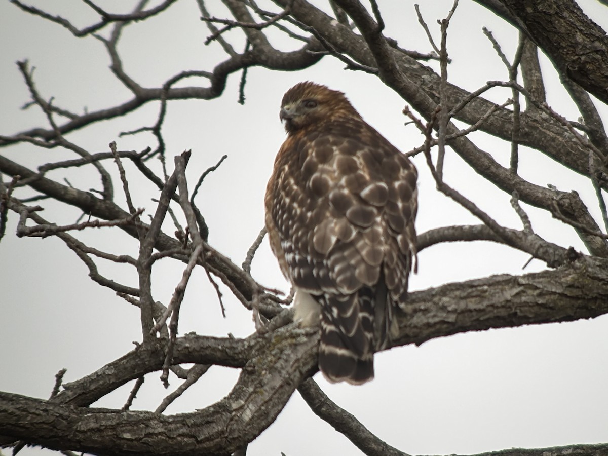 Red-shouldered Hawk (lineatus Group) - ML628045776