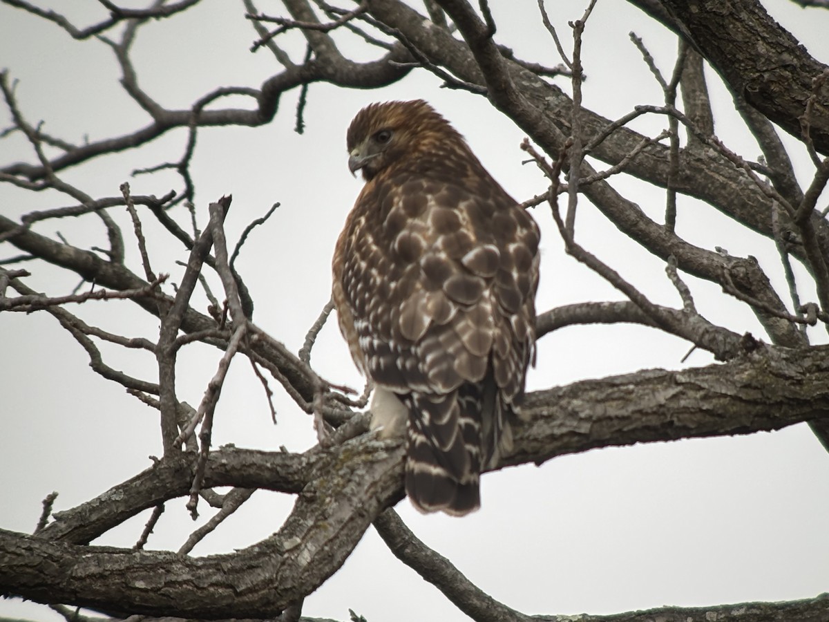 Red-shouldered Hawk (lineatus Group) - ML628045777