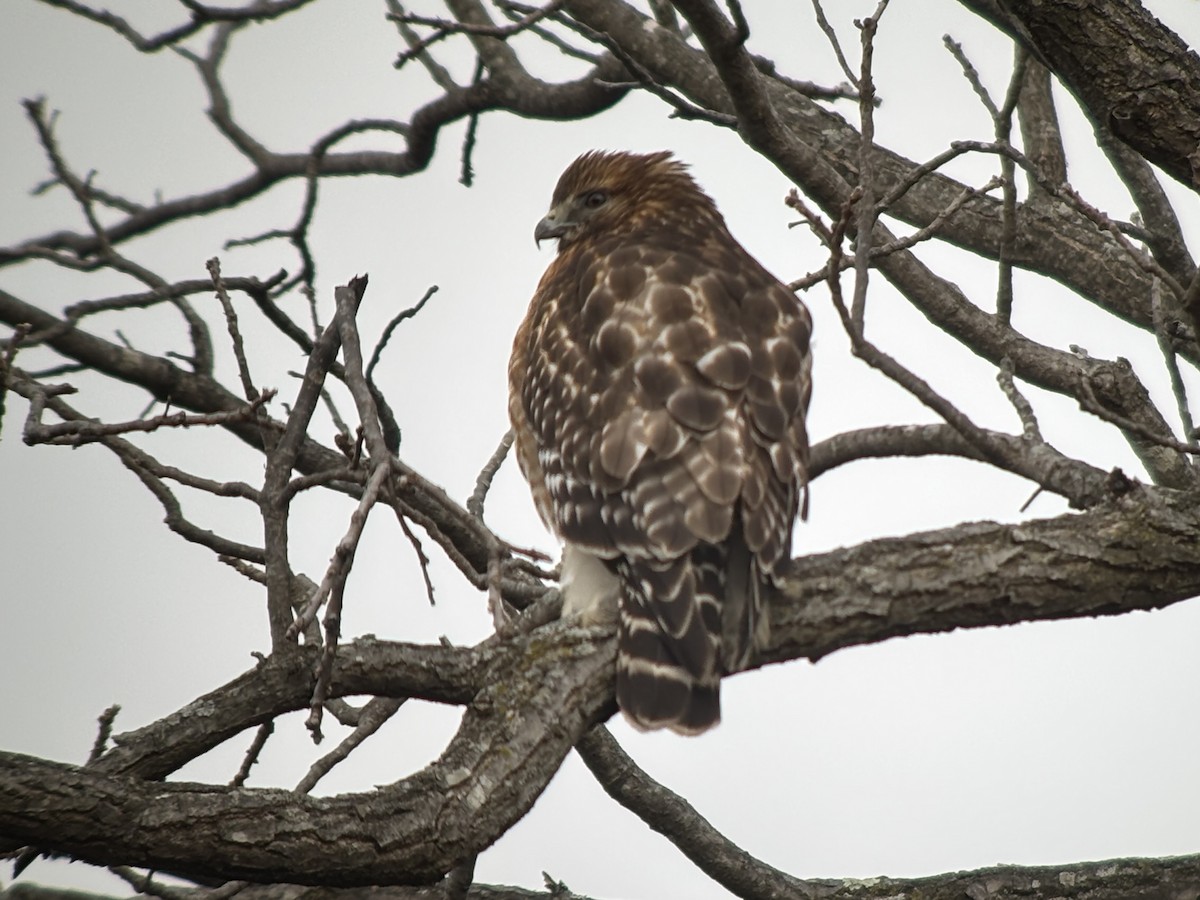 Red-shouldered Hawk (lineatus Group) - ML628045778