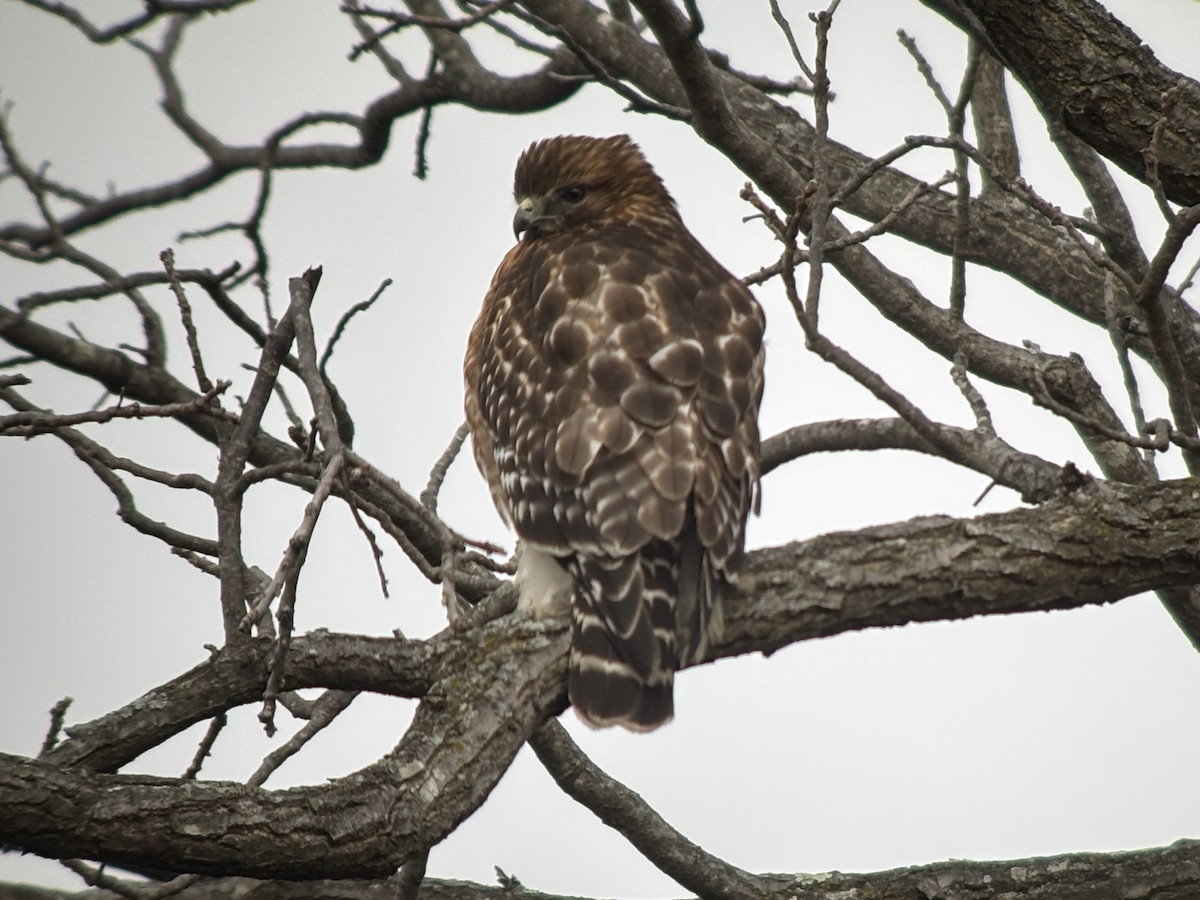 Red-shouldered Hawk (lineatus Group) - ML628045779